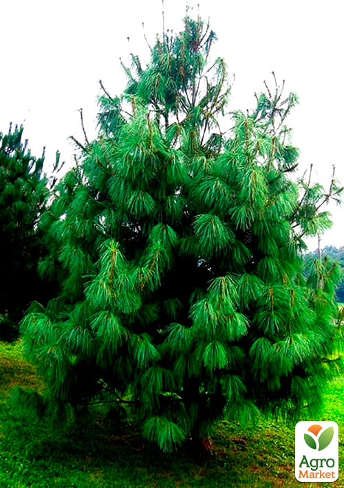 Сосна Гималайская "Griffithii" ( горшок P9) - фото 2