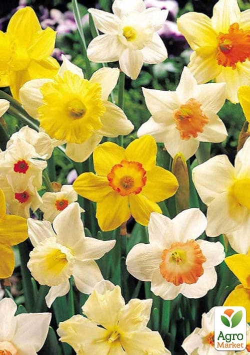 Нарцис "MIX" укорінений 