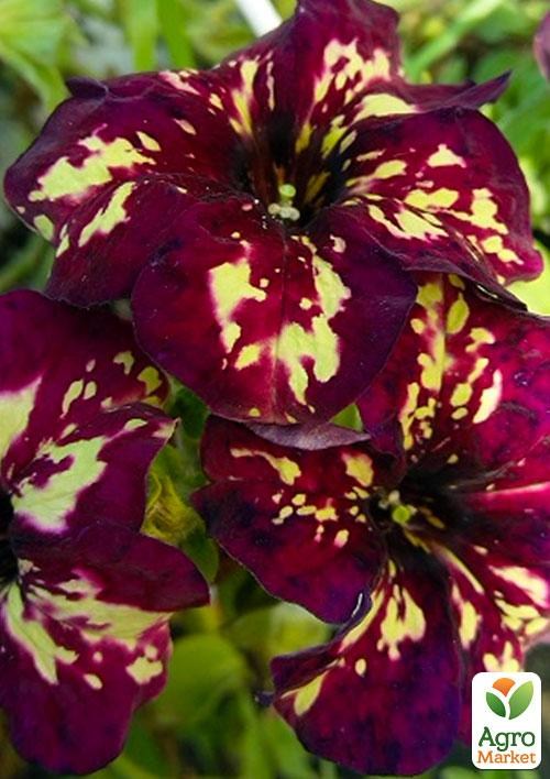 Сурфінія "Crazy Dance" (контейнер № 10, висота 10-15 см)