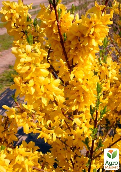 Акація жовта "Lorbergii" (кущова) - фото 2