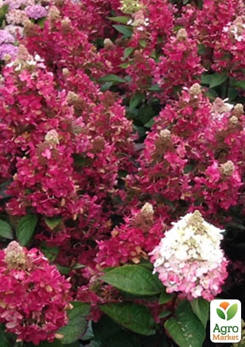 Гортензія волотиста "Magical Vesuvio" вазон Р9 - фото 3
