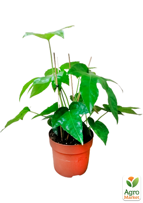 LMTD Фатсия японская "Fatsia Japonica" (высота 20-30см) - фото 5