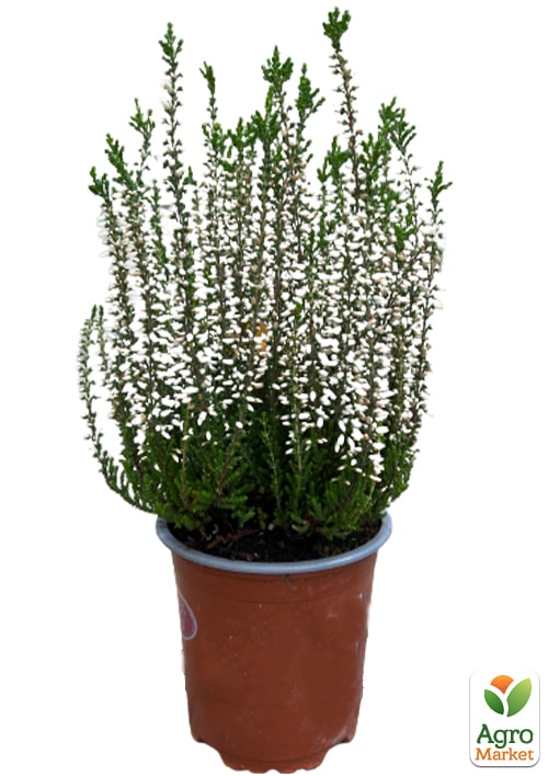 Вереск обыкновенный "Vivika" - фото 5