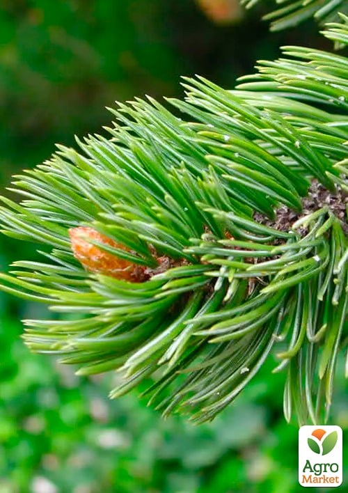 Сосна остиста "Aristata" С10, висота 70-90см - фото 4