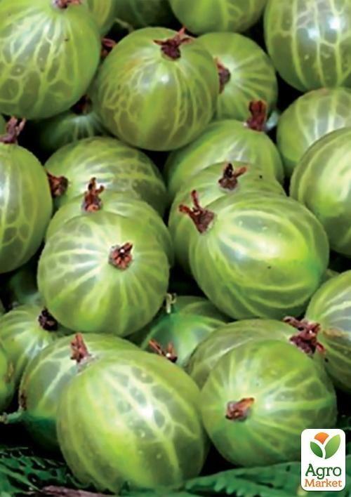 Агрус "Уайт Сміт" (середньо-пізній термін дозрівання)