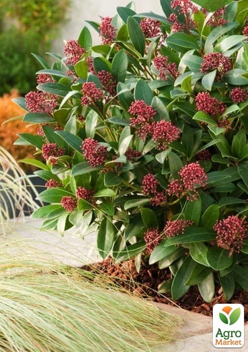 LMTD Скіммія японська "Rubella" висота рослини 20-30см - фото 6