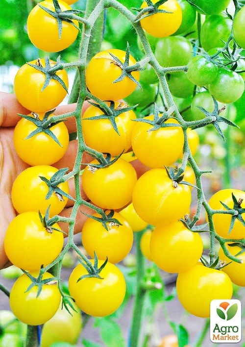 Томат черри "Голдвин F1" ТМ "Clause" 250шт