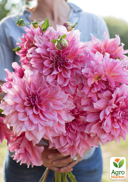 Георгина "Otto`s Trill" (гигантский цветок) - фото 2