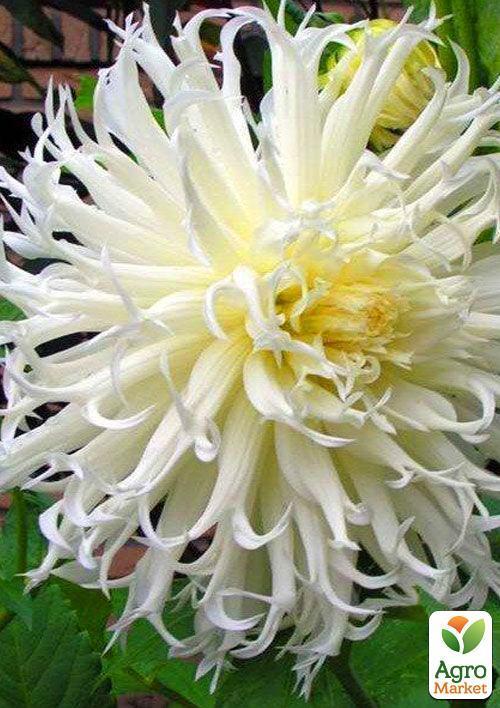 Жоржина"Tsuku-Yori-No-Shisha" 1шт в упаковці - фото 6