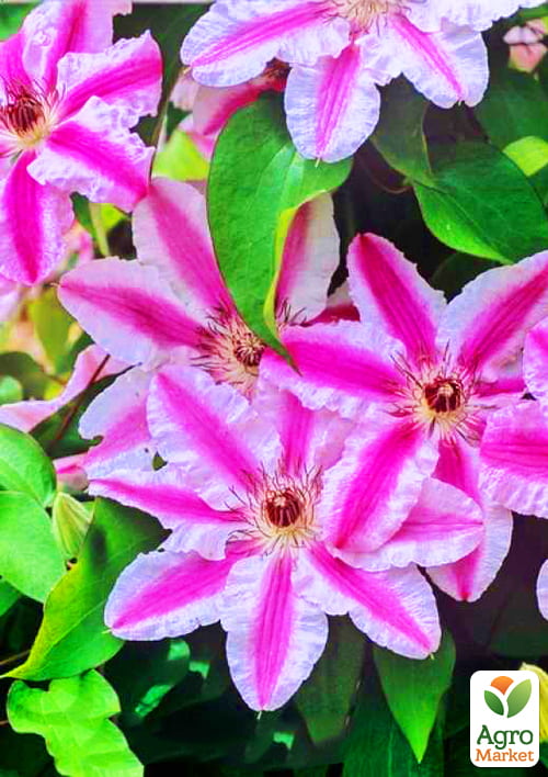 Клематис "Capitaine Thuilleaux"