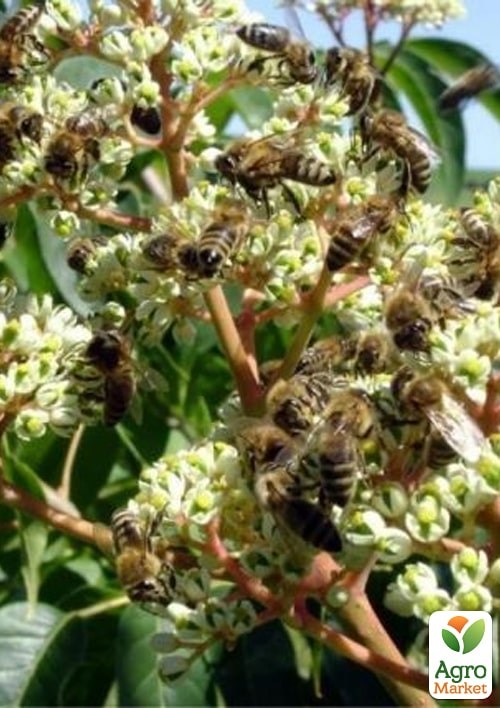 Эводия 2-х летняя "Генри" медоносная  - фото 3