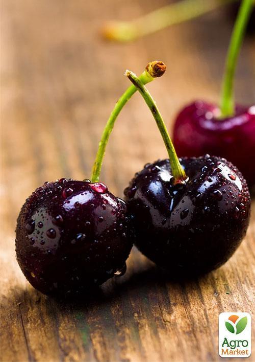 Ексклюзив! Вишня темно-бордова "Блаженство" (Bliss) (угорська селекція, преміальний високоякісний сорт)
