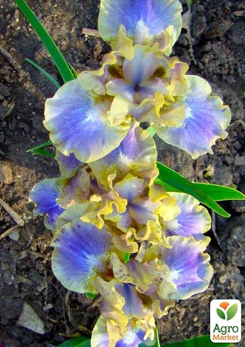 Ирис карликовый "Leopard Print"  - фото 3