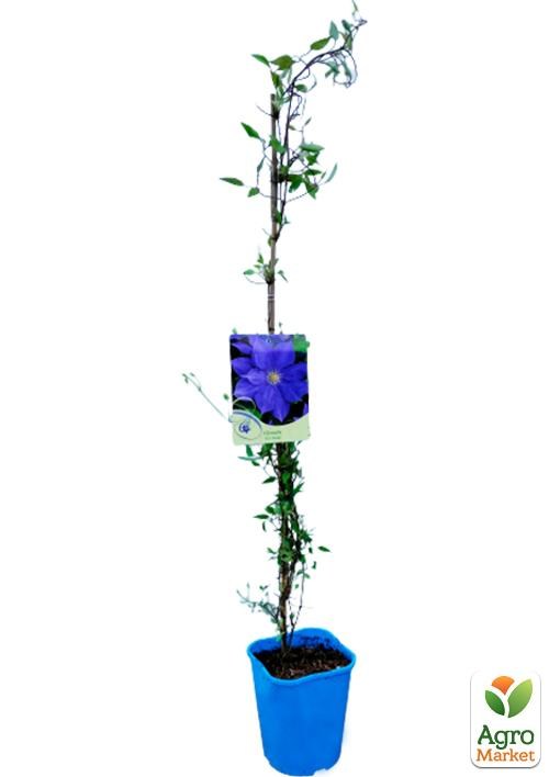 Клематис 3-х річний "Н.F. Young" С2 - фото 2