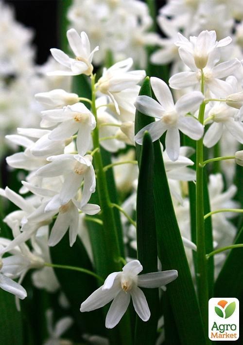 Пушкиния "Alba" 5шт в упаковці