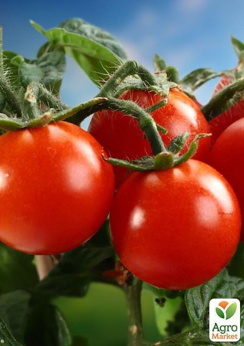 Томат "Чайка" (в банке) ТМ "Весна Органик" 3г