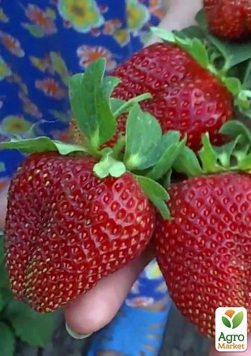 Полуниця "Маршал" (Marshal) (середній термін дозрівання, сорт стійкий до багатьох хвороб) - фото 8