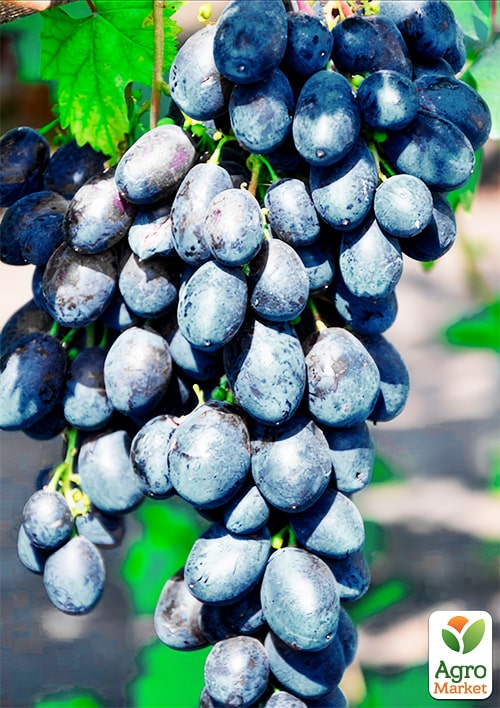 Десертный виноград "Новичок"