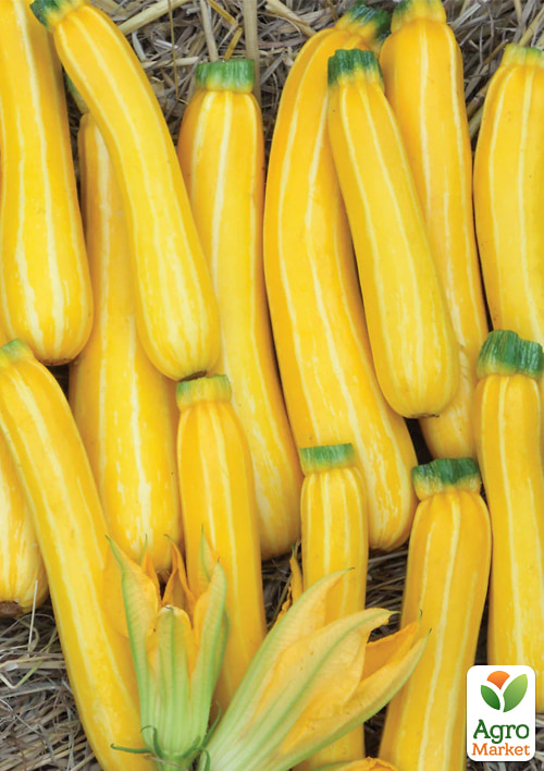 Кабачок "Санстрайп" ТМ "Vesna Select" 10шт - фото 3