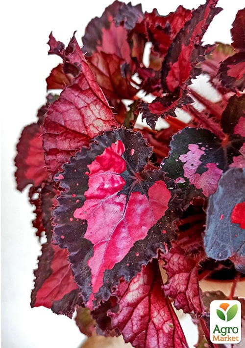 Бегония королевская REX "Inca Night" 20-30см - фото 5