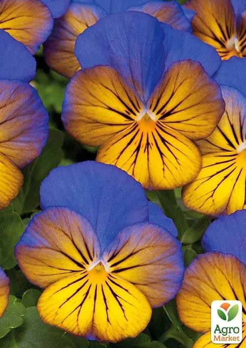Виола (Viola Cornuta) "Sorbet Morpho"