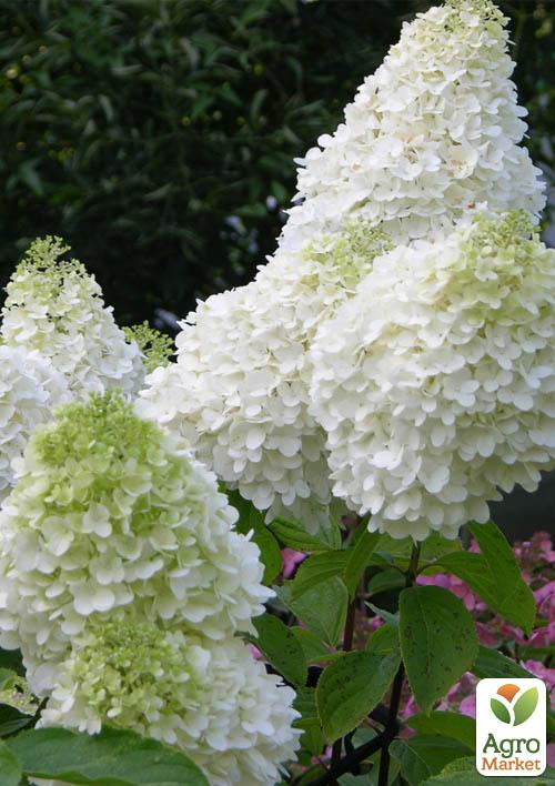 Гортензия метельчатая "Polar Bear" (контейнер P9)