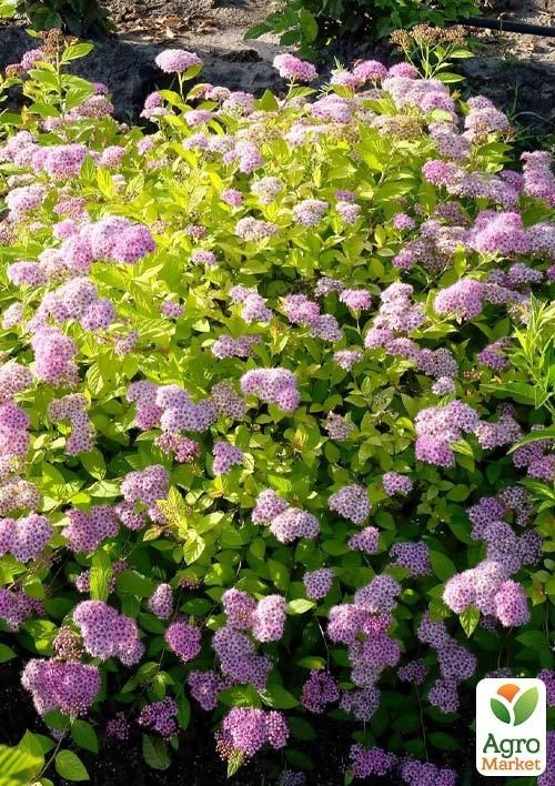 Спирея Японская "Little Princess" (горшок Р9) 