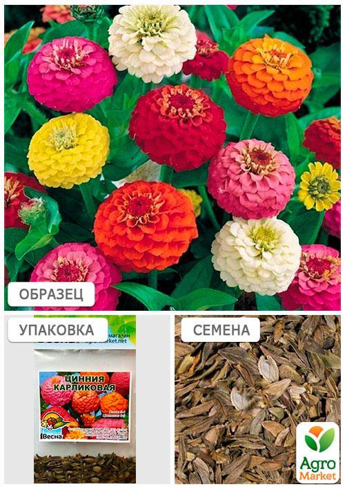 Цинния "Карликовая" смесь (Зипер) ТМ "Весна" 1г - фото 4
