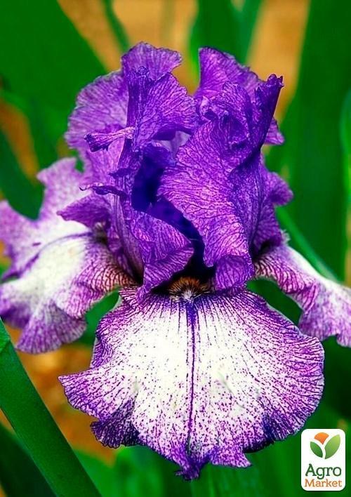 Ірис бородатий квеликоквітковий "Purple Striped White" 1шт в упаковці