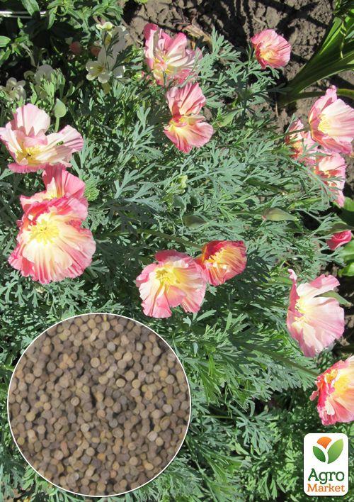 На вагу Ешшольція "Яблуневий цвіт" ТМ "Весна" ціна за 2г