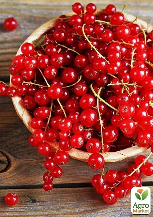 Смородина красная "Святкова" (ранний срок созревания)