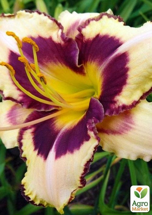 Лилейник "Canadian Border Patrol" 1шт в упаковке