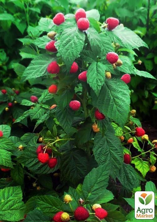 Малиновое дерево "Пингвин"