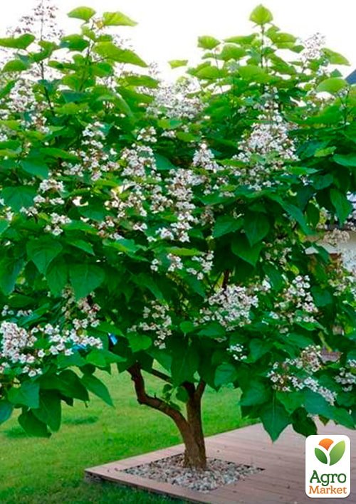 Катальпа бигнониевидная (Catalpa bignonioides), С3 высота 40-60см
