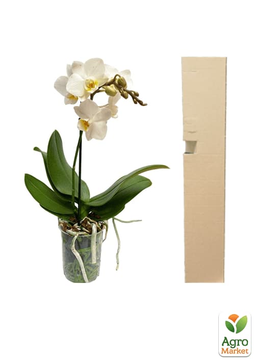 Орхидея Мини (Phalaenopsis) "White" - фото 6