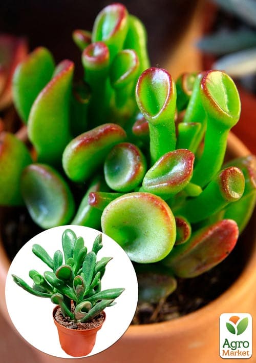 LMTD Крассула "Hobbit" высота растения 10-15см