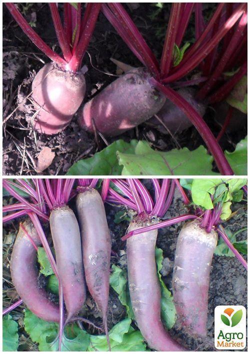 На вагу Буряк "Рокет" ТМ "Весна" ціна за 10г - фото 3