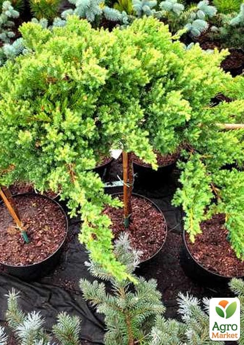Можжевельник стелющийся на штамбе «Procumbens Nana» С10, высота 90-110см, диаметр кроны 25-35см - фото 4