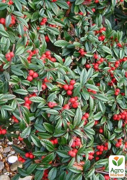 Кизильник иволистный "Parkteppich" контейнер р-9