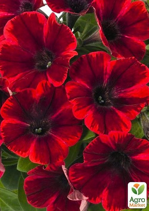 Петуния ампельная Sweetunia "Fiona Flash" (контейнер №10, высота 10-15см)