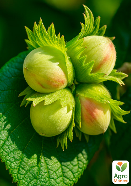 Фундук "Галле" (середній термін дозрівання, перехресне запилення, садити по 2 шт) - фото 4