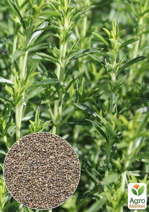 На вагу Чабер "Запашний" ТМ "Весна" ціна за 2г