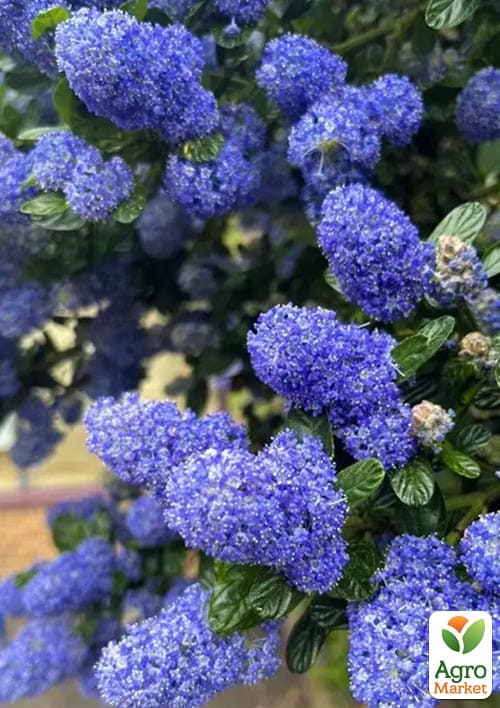 Цеанотус "Виктория" (Ceanothus impressus Victoria) вазон С3 - фото 3
