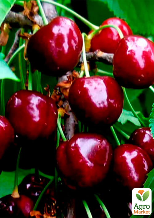 Черешня пирамидальная черная "XXL" Эксклюзив! - фото 2