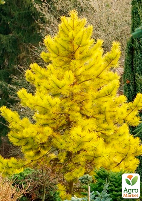 Сосна обыкновенная "Aurea" С10, высота 50-60см