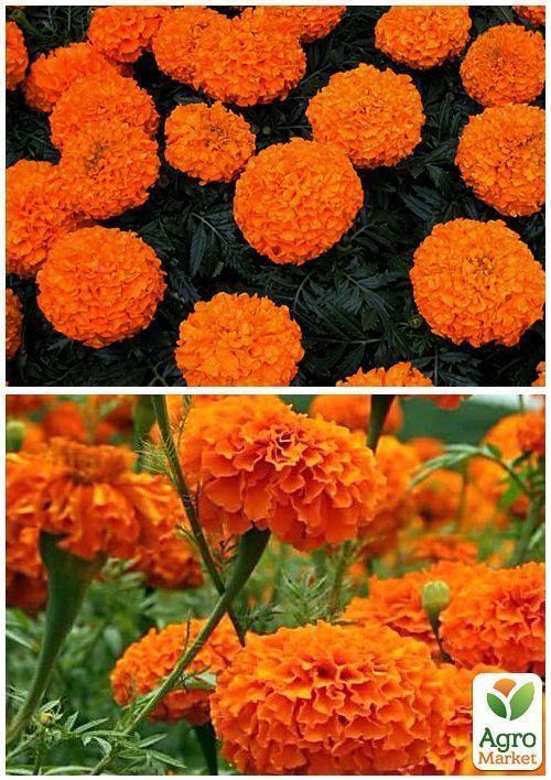 На развес Бархатцы "Оранж" ТМ "Весна" цена за 2г - фото 4
