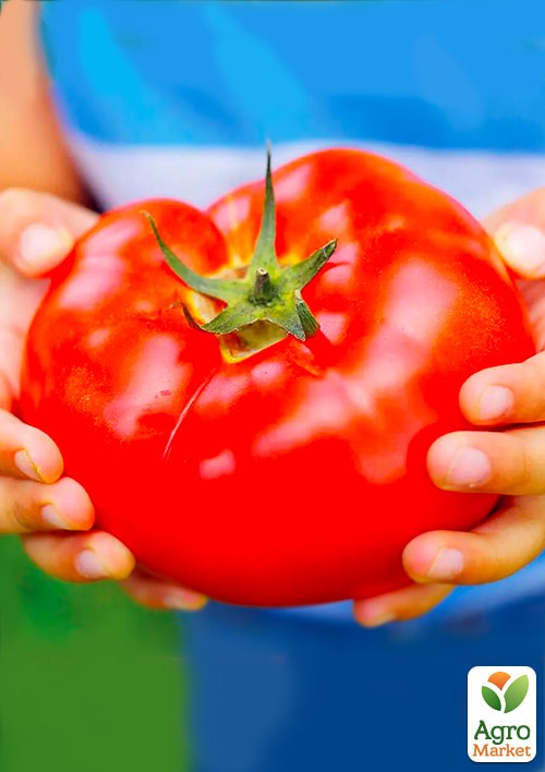 На развес Томат "Алабай" ТМ "Весна" цена за 1г - фото 2