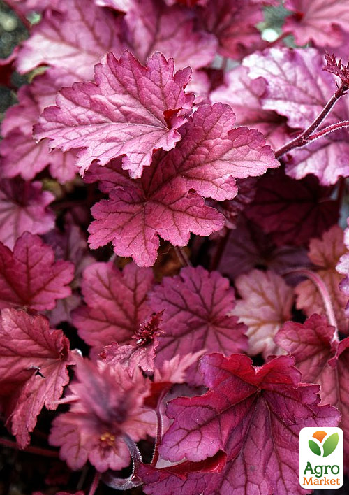 Гейхера (Heuchera) "Berry Smoothie" С1 (висота 15-30см) - фото 6