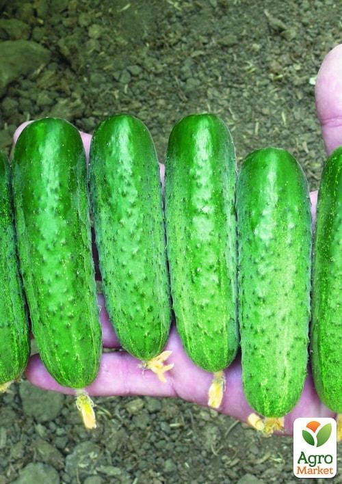 Огурец партенокарпический "Стингер F1" ТМ "Lark Seeds" 250шт
