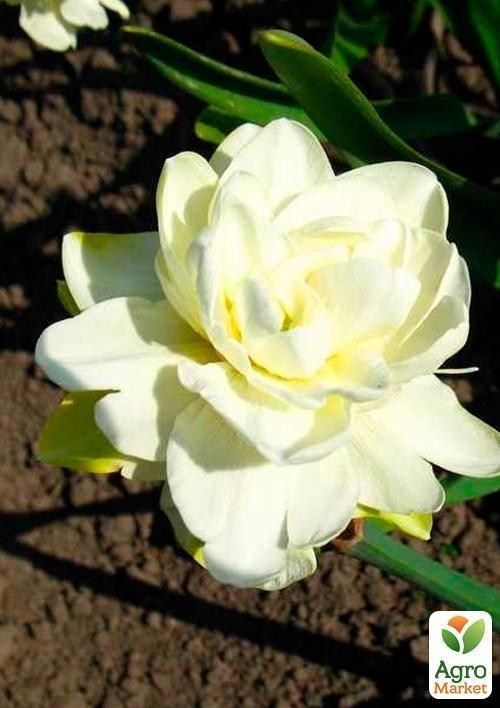 Нарцисс "Calgary" 2шт в упаковке - фото 3